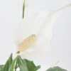 Peace Lily JUNE 19 2023 2