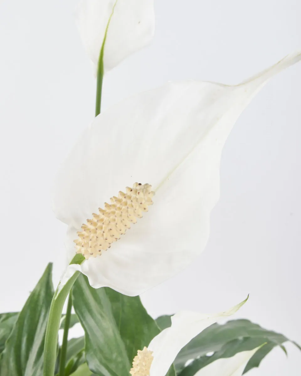Peace Lily JUNE 19 2023 2