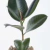 Rubber Fig Plant JUNE 8 2023 1