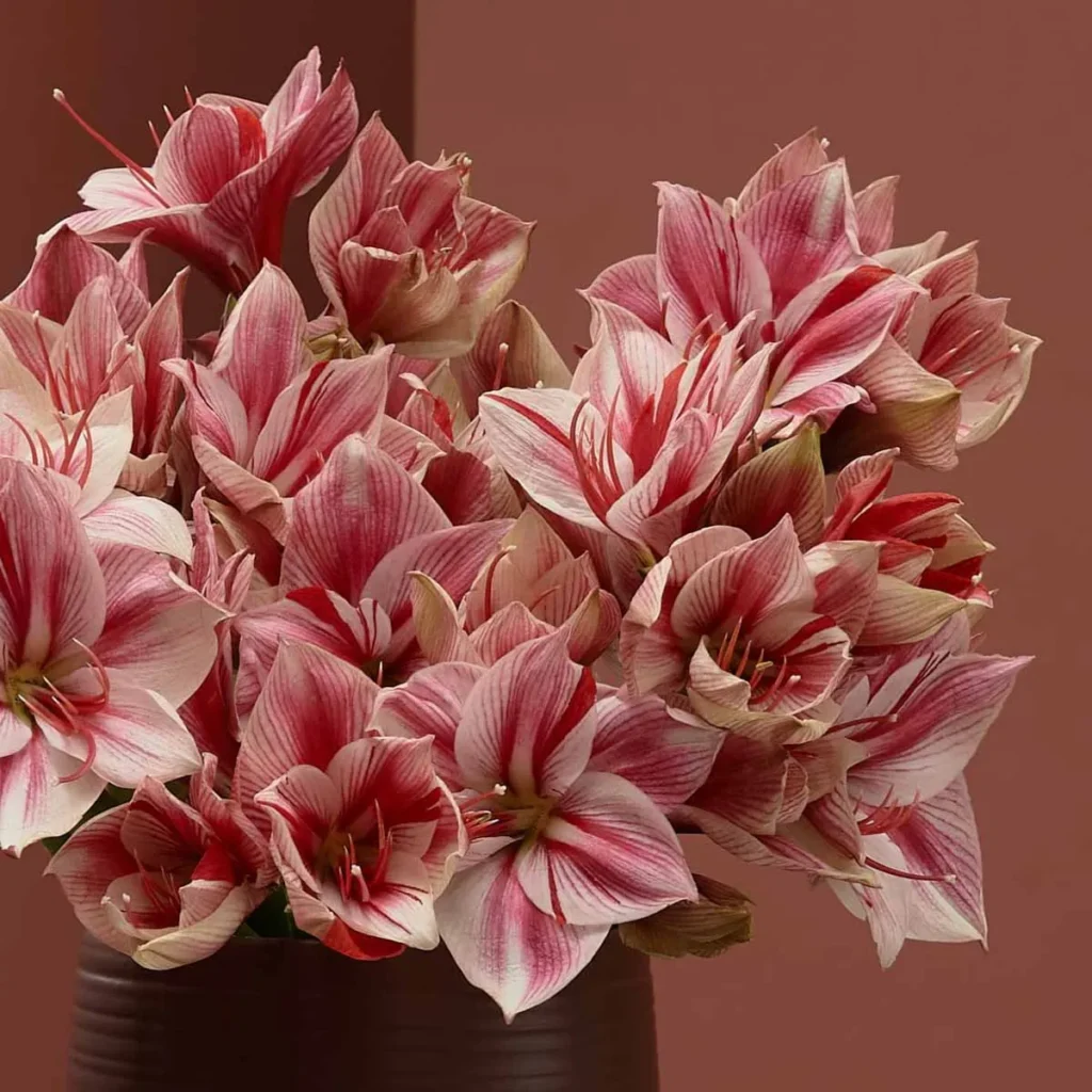 amaryllis flowers idea for teachers day