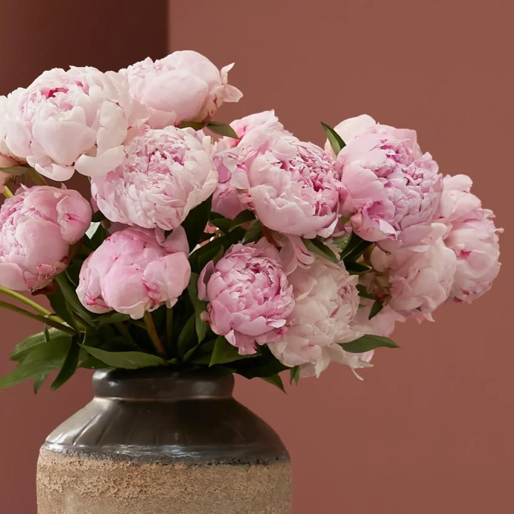 My Love For Peonies