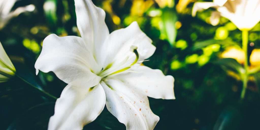 white lily christmas flower