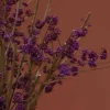 Purple Callicarpa Detailed