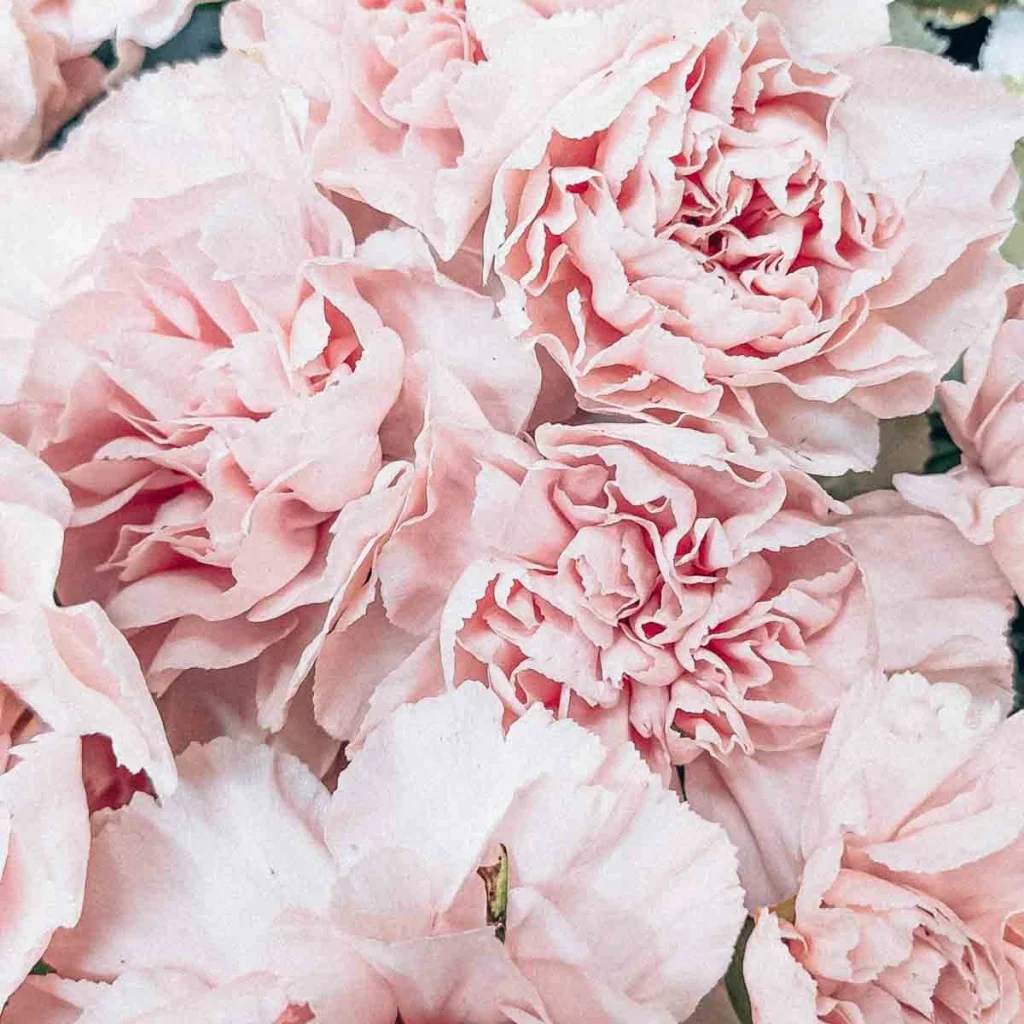 carnation 2 1024x1024 1 1