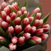 tulip kiss detailed