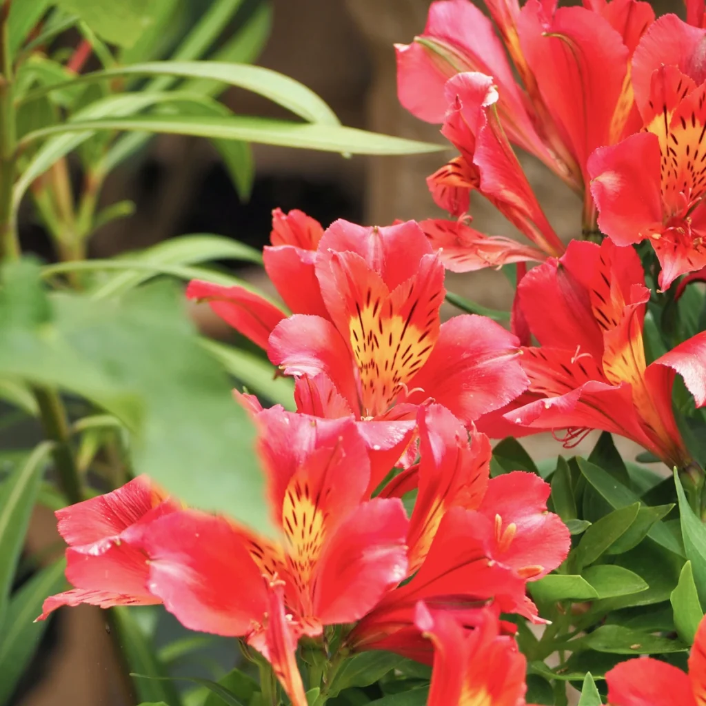 alstromeria 2 1024x1024 1