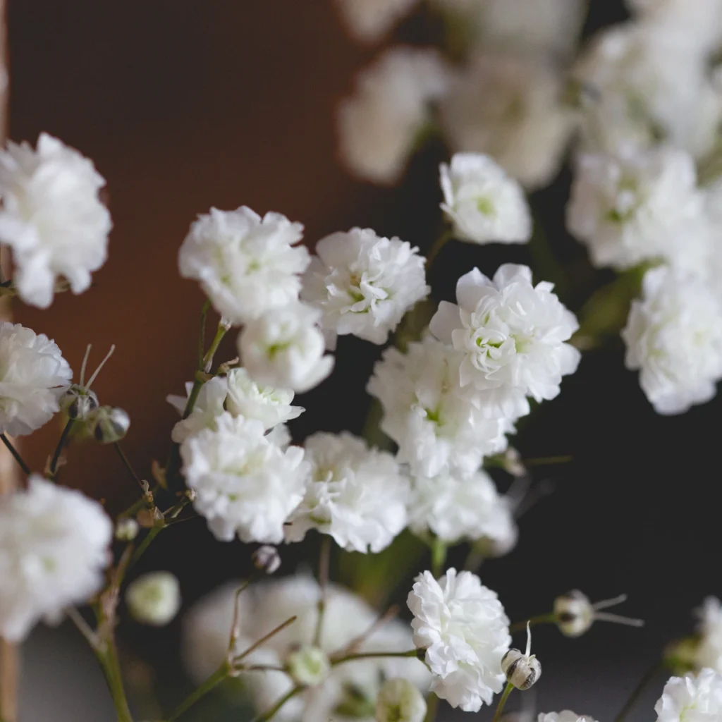 baby breath 2 1024x1024 1