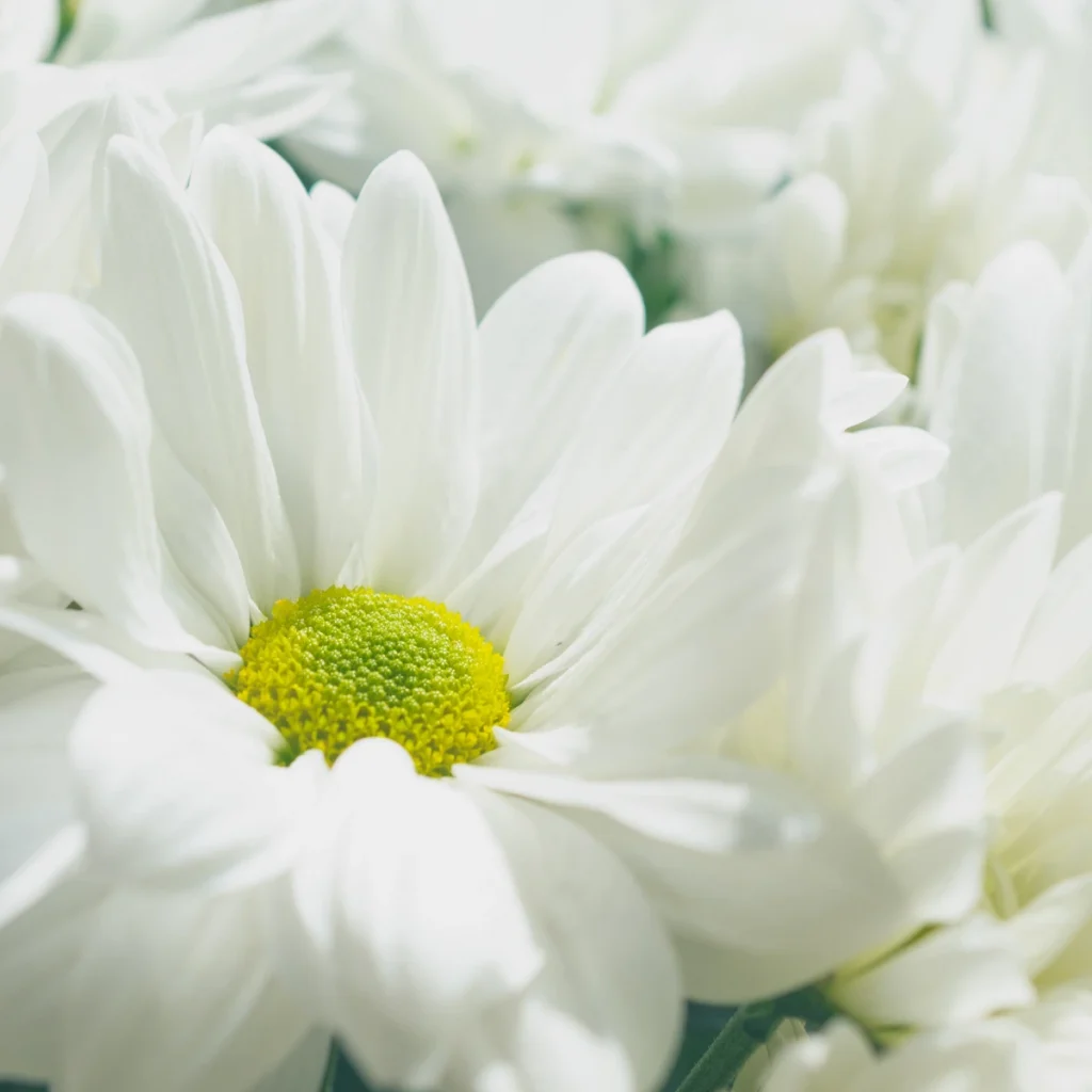 chrysanthemum 2 1024x1024 2