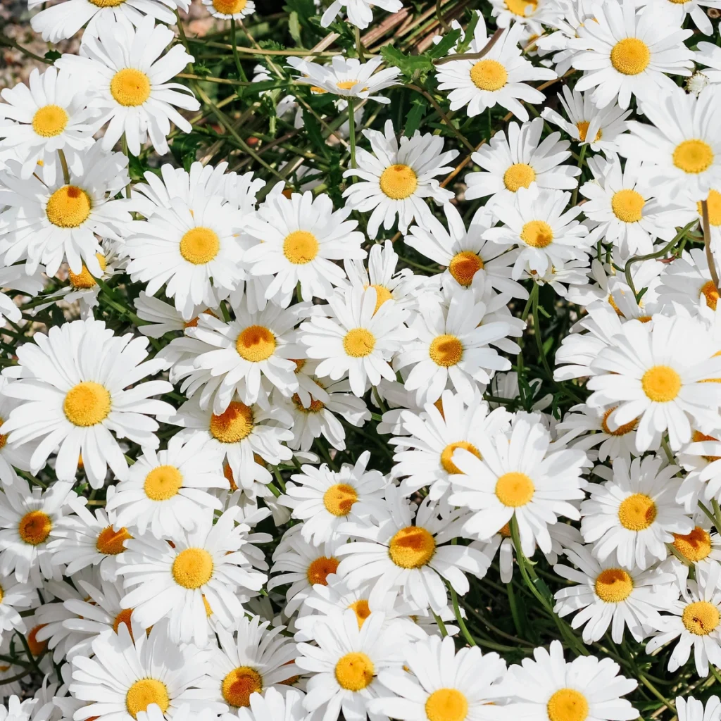 daisy spray 2 1024x1024 1