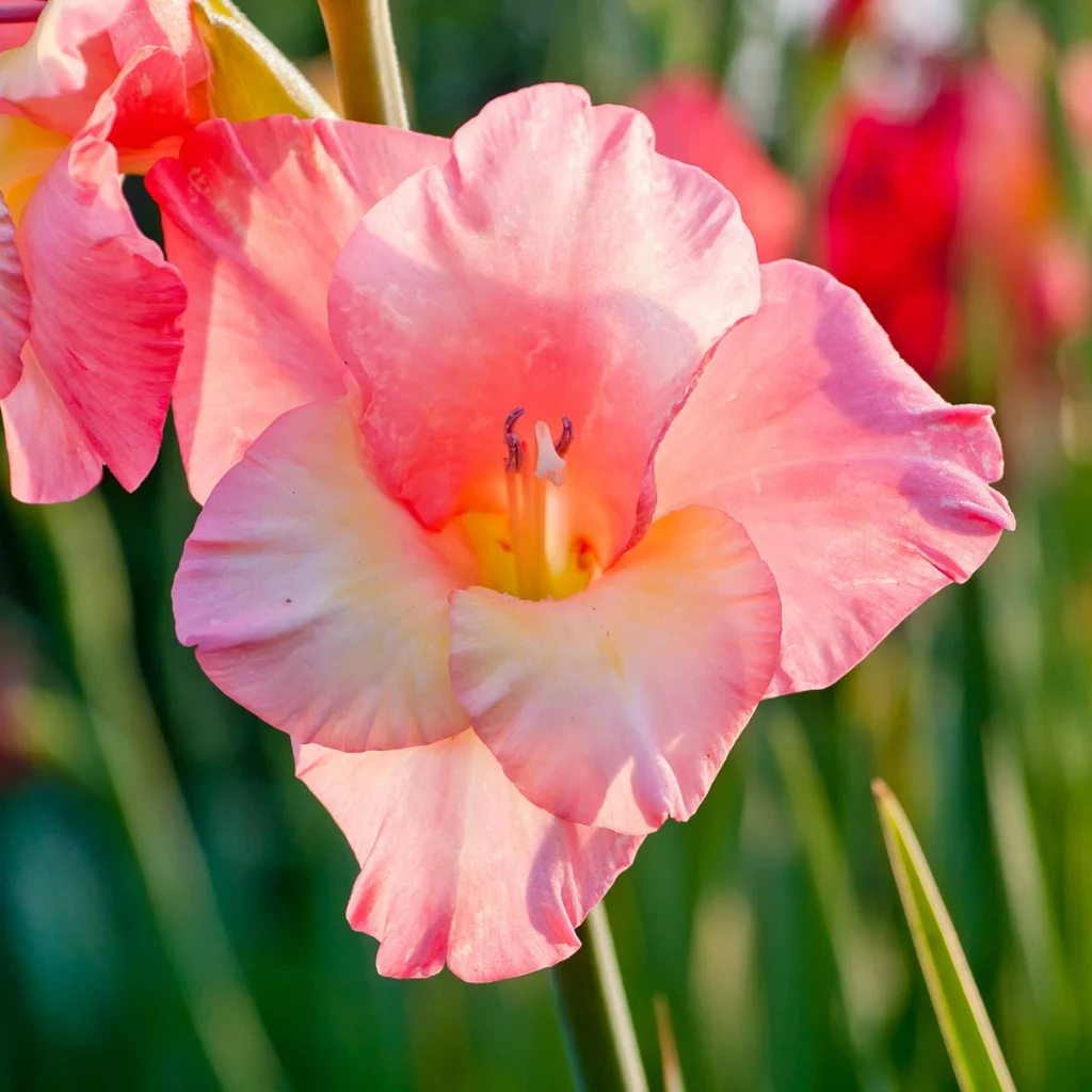 gladiolus 2 1024x1024 1