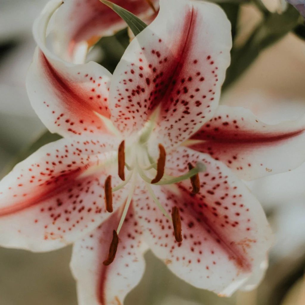 lilies 2 1024x1024 1