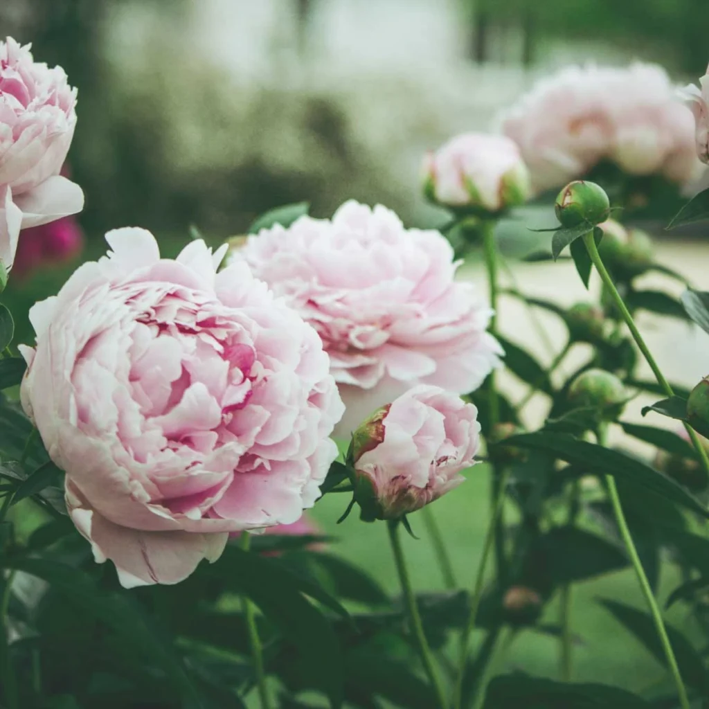 peony on garden 1024x1024 1