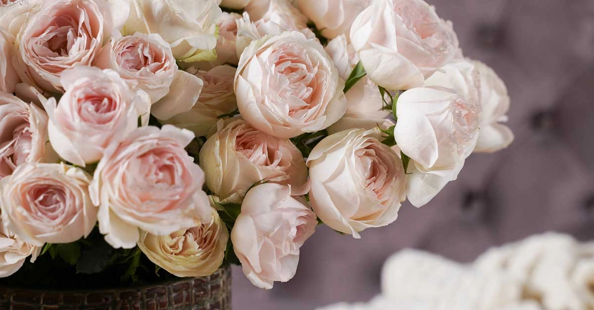 Month's Special: Your All-time Favorite Roses