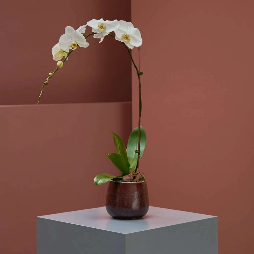 Alluring White Phalaenopsis