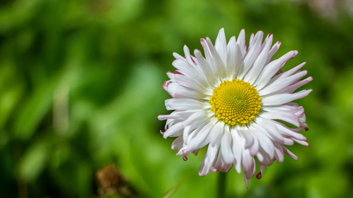 GERBERA