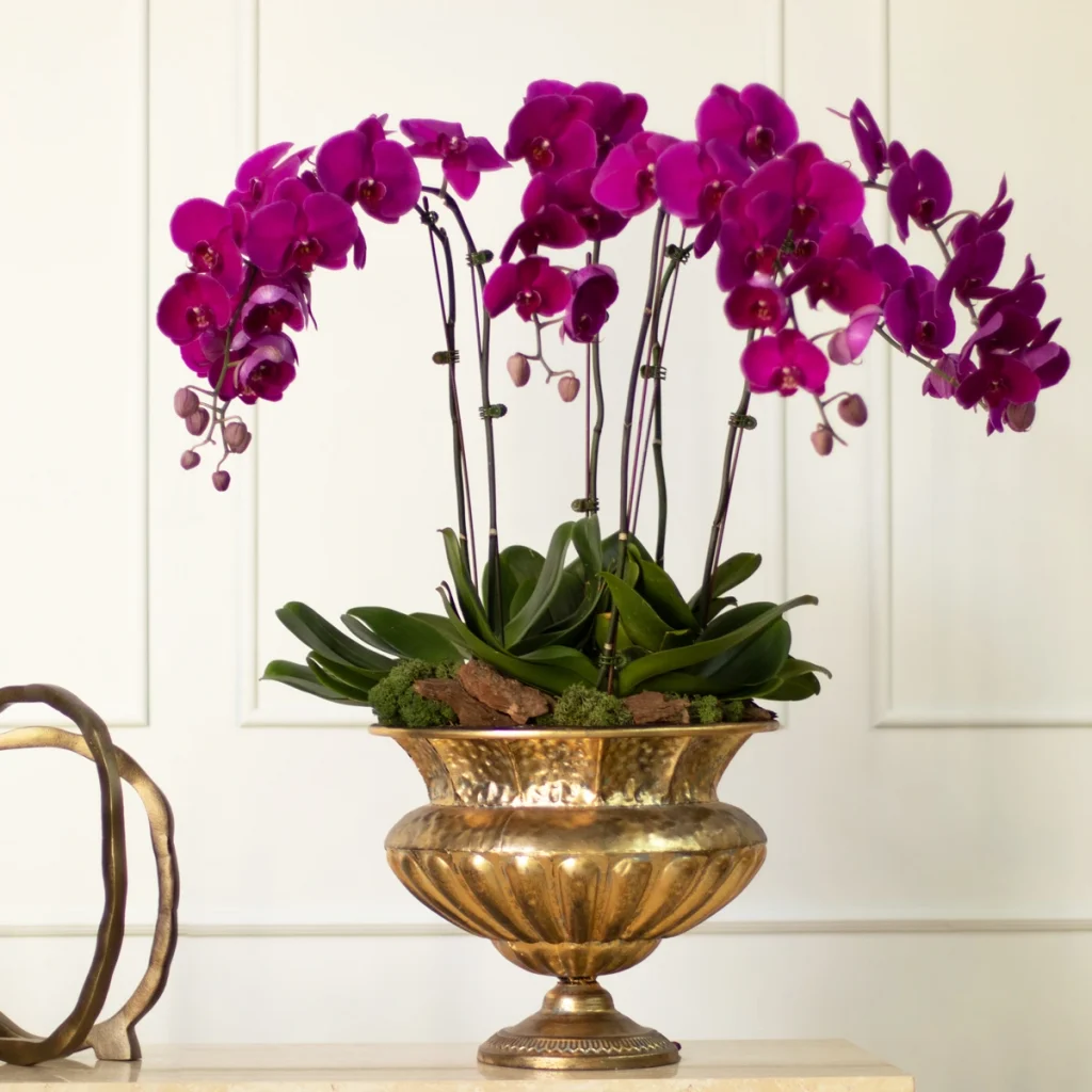 orchids phalaenopsis
