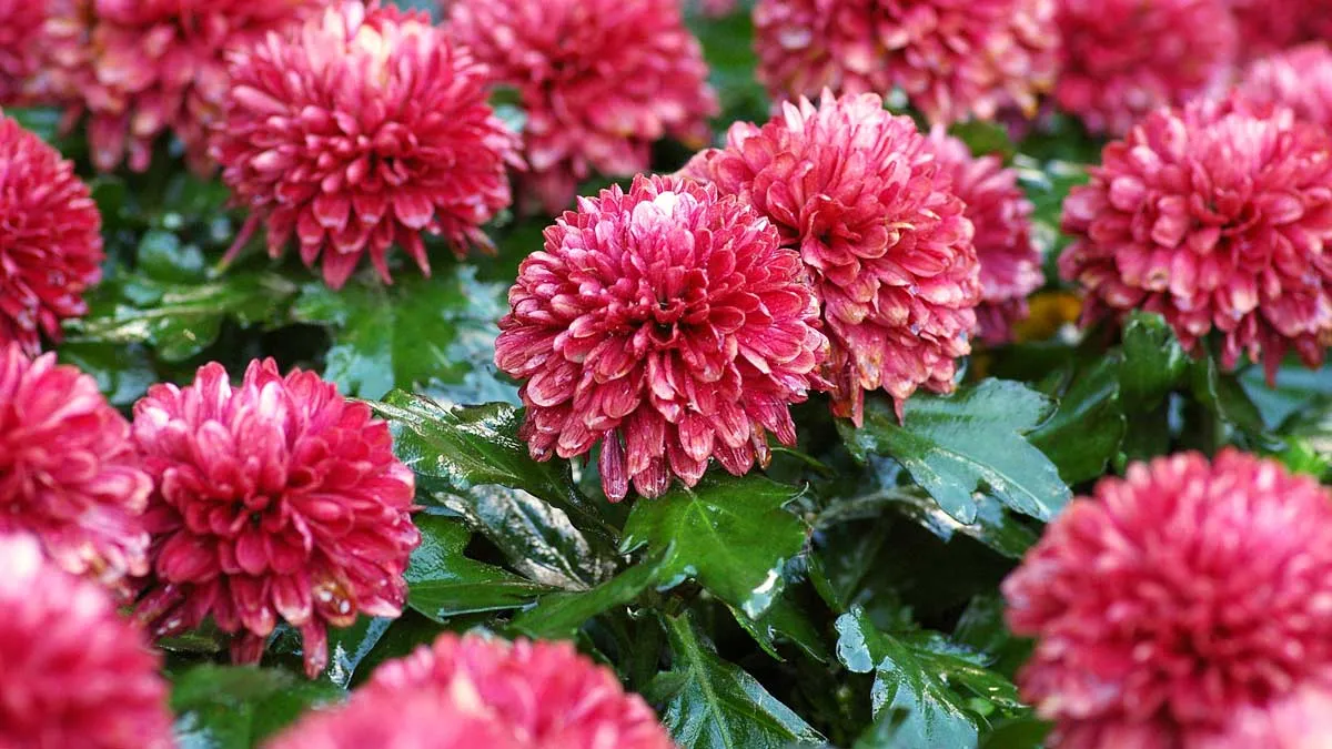 chrysanthemum