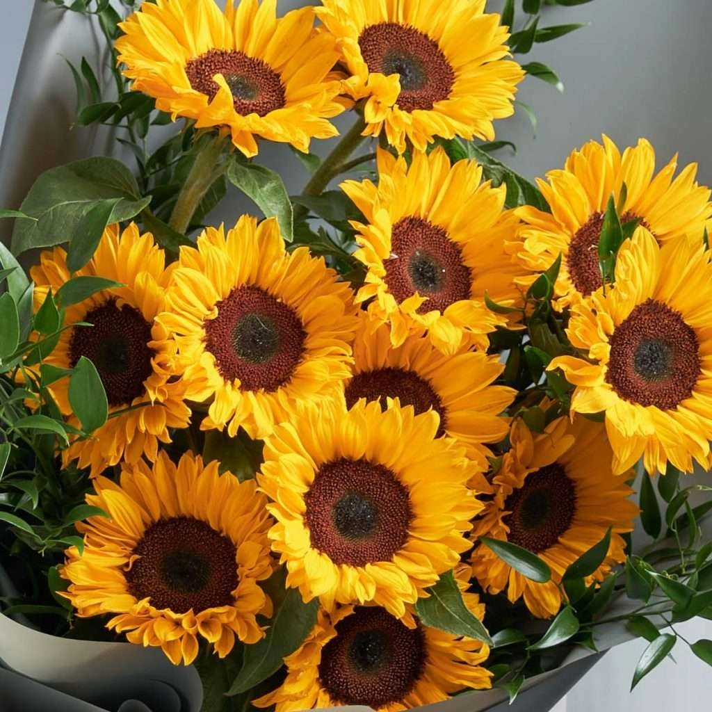 golden blooms sunflowers