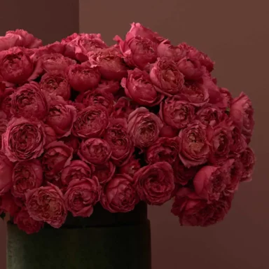 lovely julieta roses reshoot