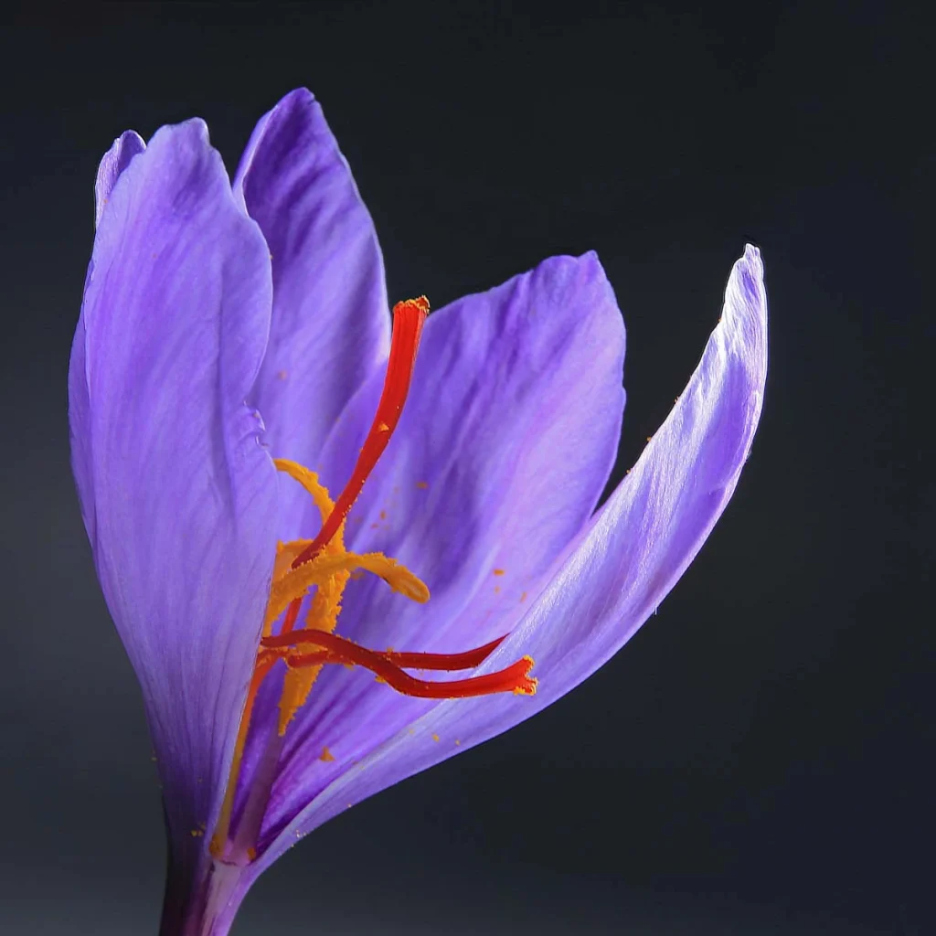 saffron crocus