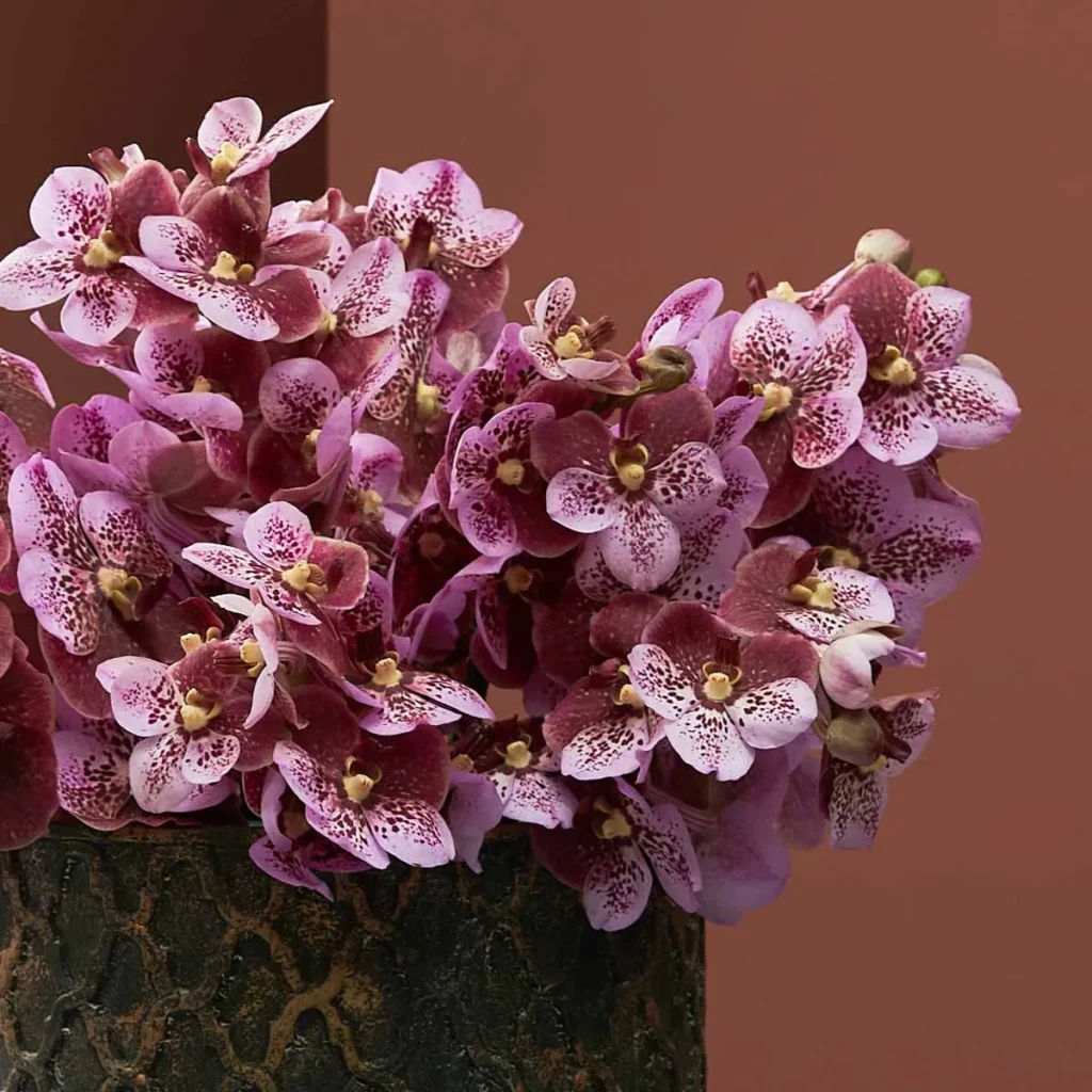 vanda special pink and mahogany new vase detailed