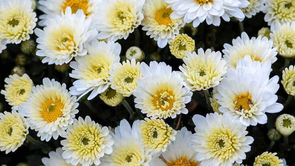 Chrysanthemum1
