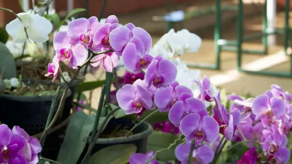 orchid plants