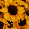 Hello Sunflower SUPERB JUNE 9 2023 2