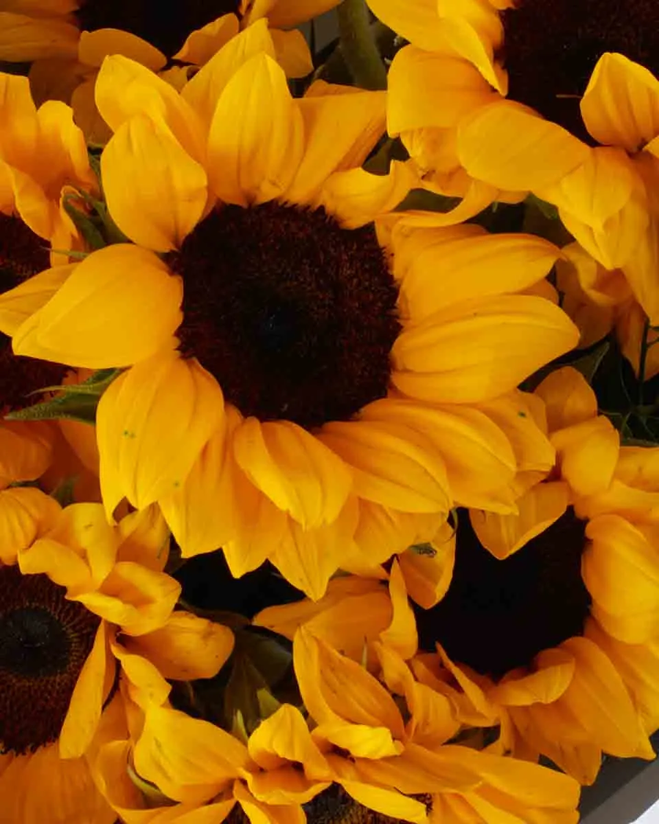 Hello Sunflower SUPERB JUNE 9 2023 2