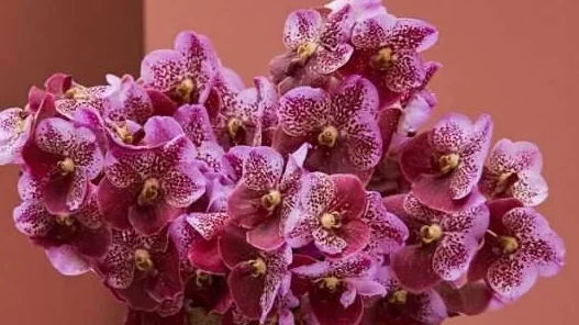 orchids flower idea for teachers day