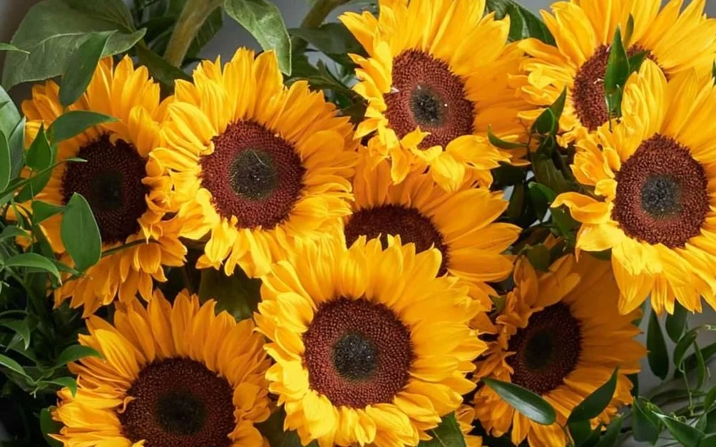 sunflower flower idea for teachers day