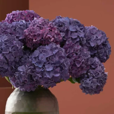 Hydrangea Kisses Rodeo Paars Detailed