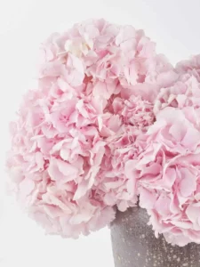 One in a Million pink flower on white vase JUNE 17 2023 3