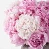 Peonies For You white vase JUNE 14 2023 1