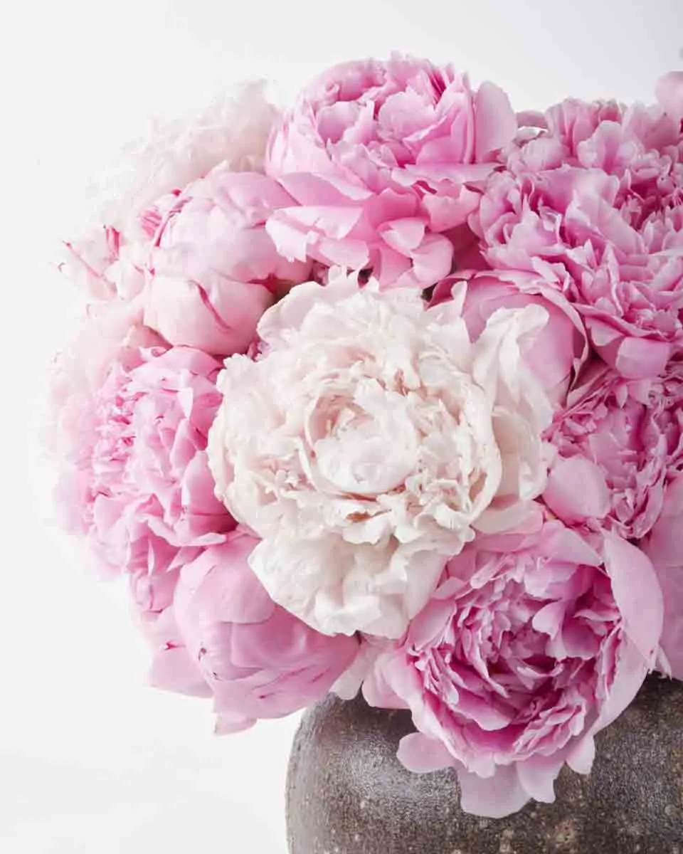 Peonies For You white vase JUNE 14 2023 1
