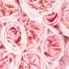 Send My Love pink flower to white vase JUNE 15 2023 2