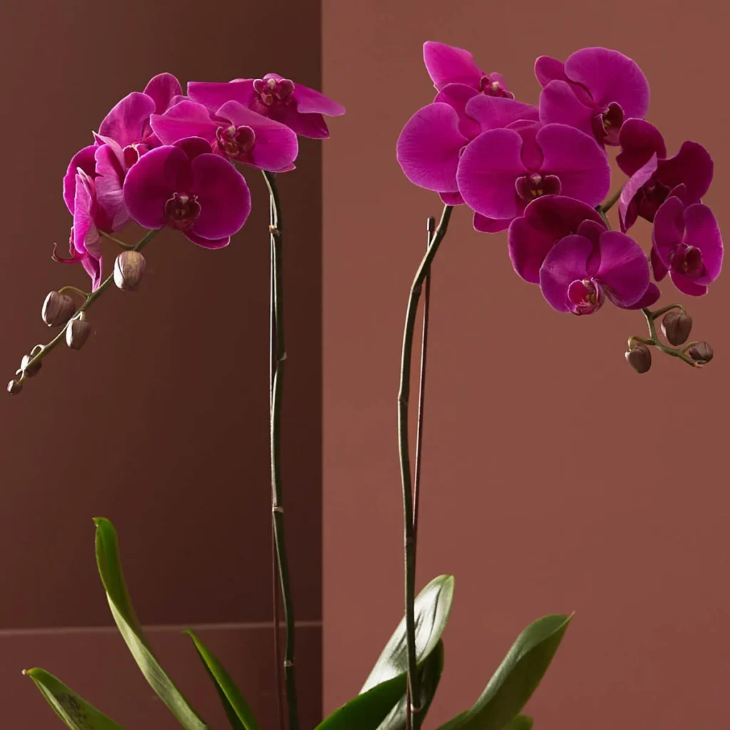 orchid and you purple detailed