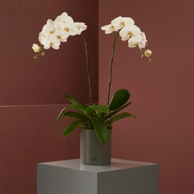 orchid and you white