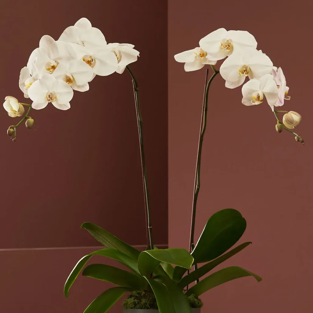 orchid and you white detailed