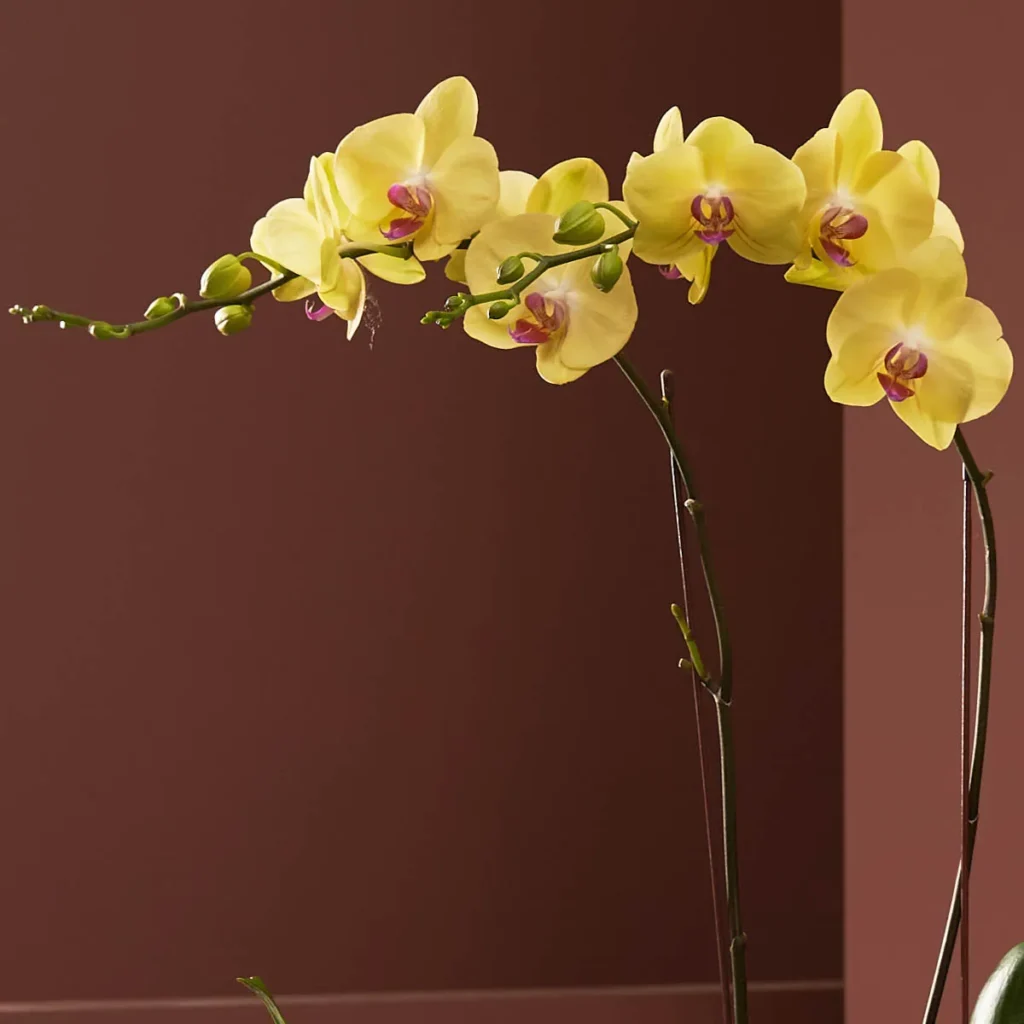 orchid and you yellow detailed