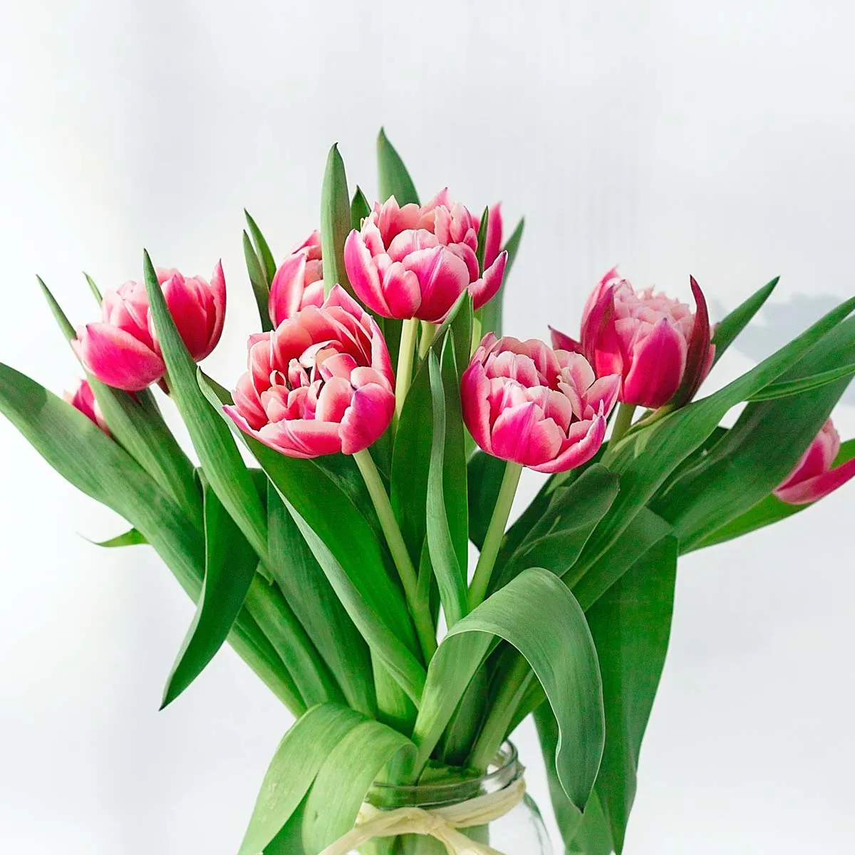 tulips 2