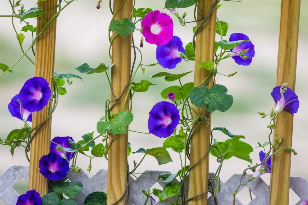 27 Fascinating Facts About Morning Glory Flowers You Should Know 649f88e714