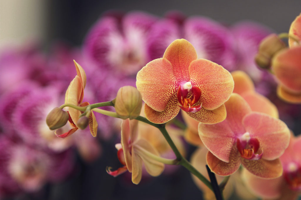 Cymbidium Orchids for weddings and events
