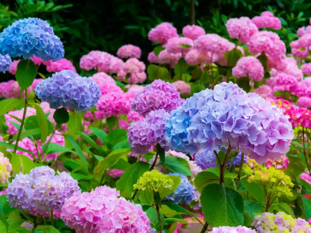 Changing the Color of My Blooms