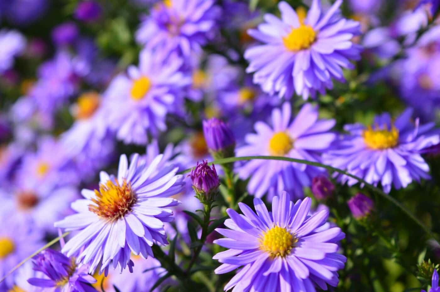 Everything You Need to Know About Aster Flowers 1