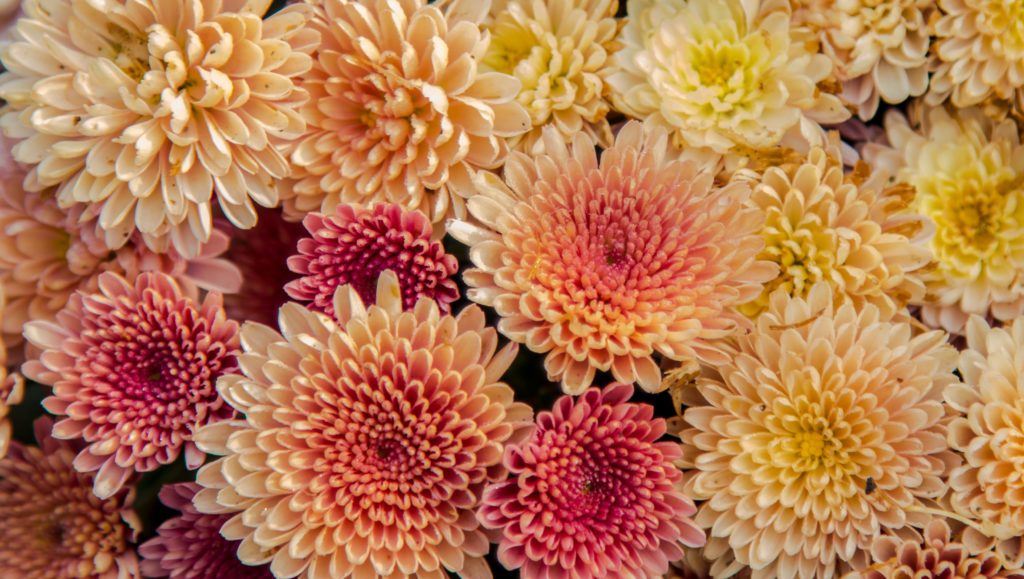 Fall Wedding Flowers Chrysanthemum