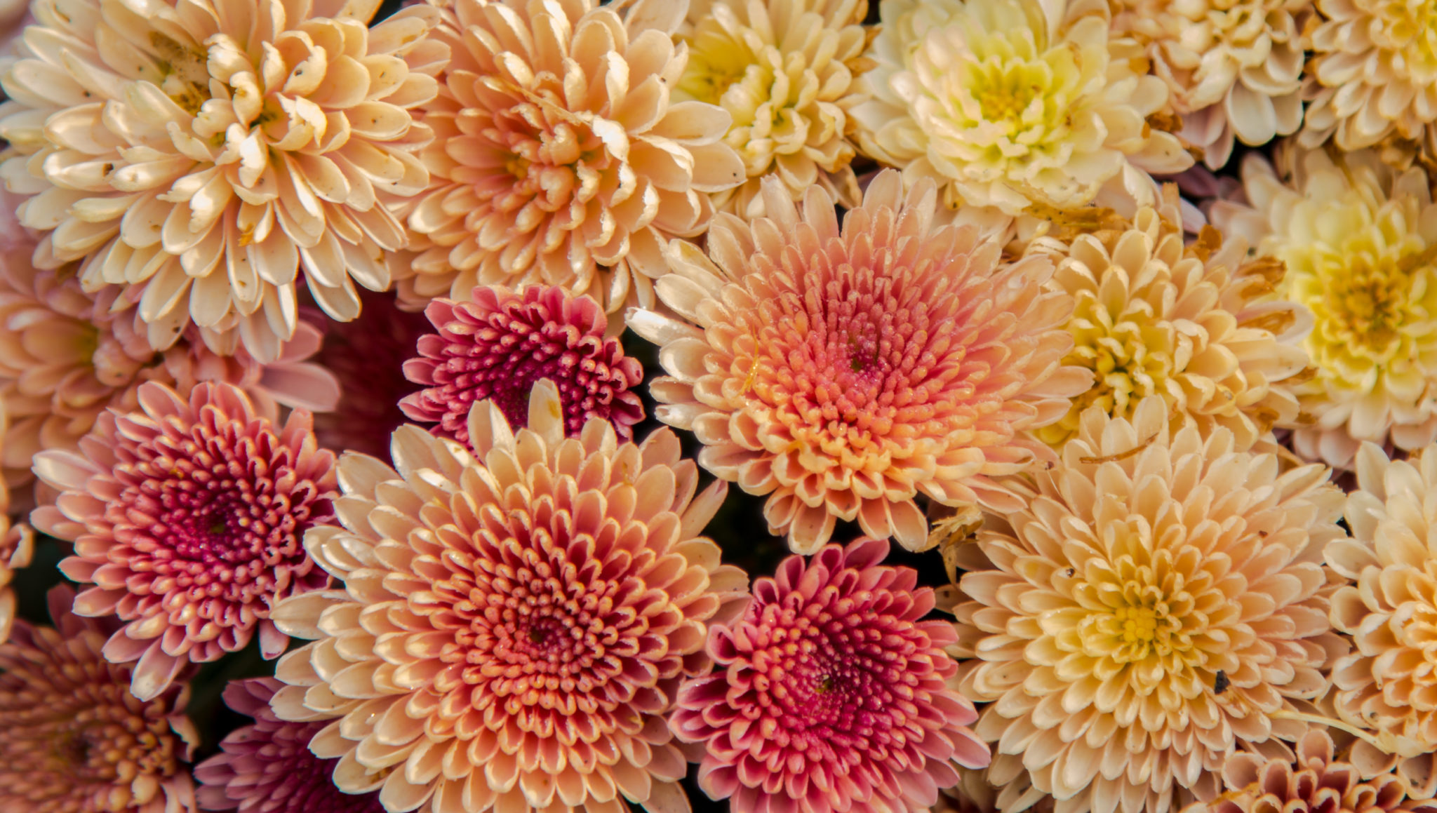 Fall Wedding Flowers Chrysanthemum 2048x1159 1