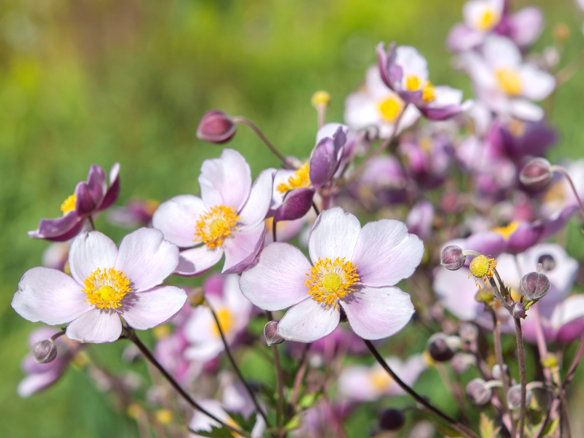 growing anemone flowers 1316064 04 9e1f67a850b4427da61db3bace7592d9 2048x1536 1