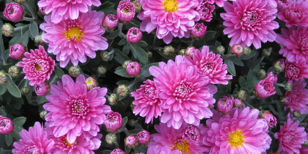 Flowers that cause allergies Chrysanthemums