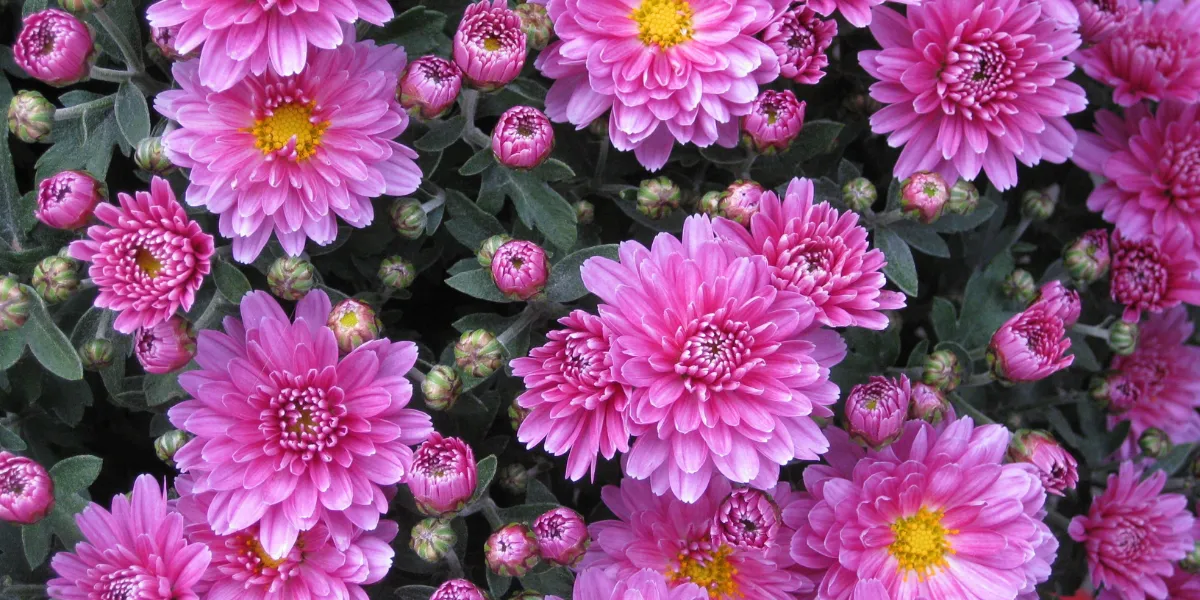 Flowers that cause allergies Chrysanthemums 1